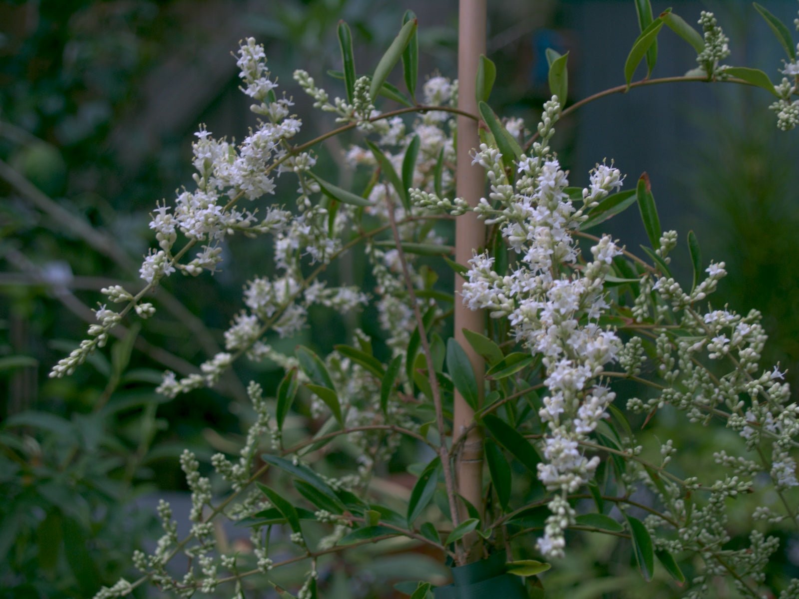 Ligustrum quihoui - Herrenkamper Gärten - Pflanzenraritäten