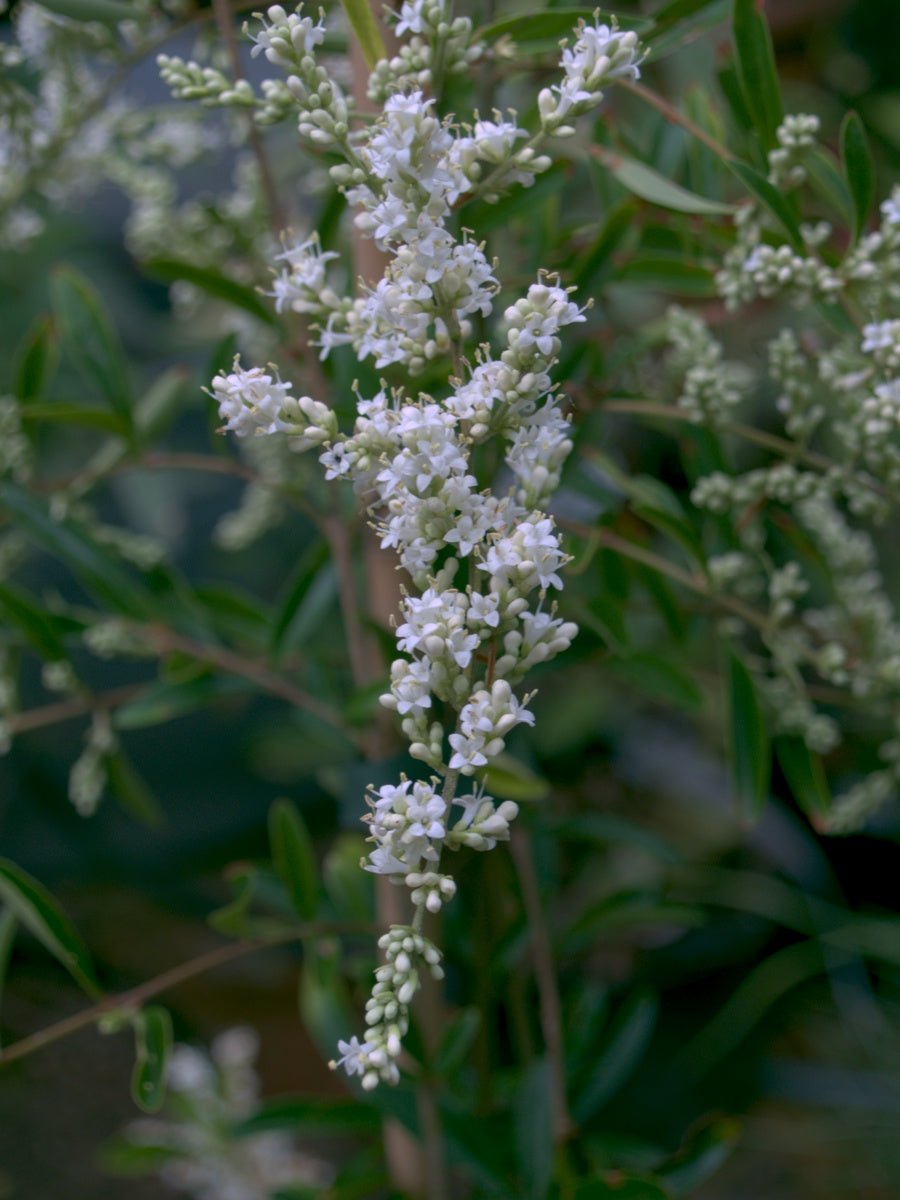 Ligustrum quihoui - Herrenkamper Gärten - Pflanzenraritäten