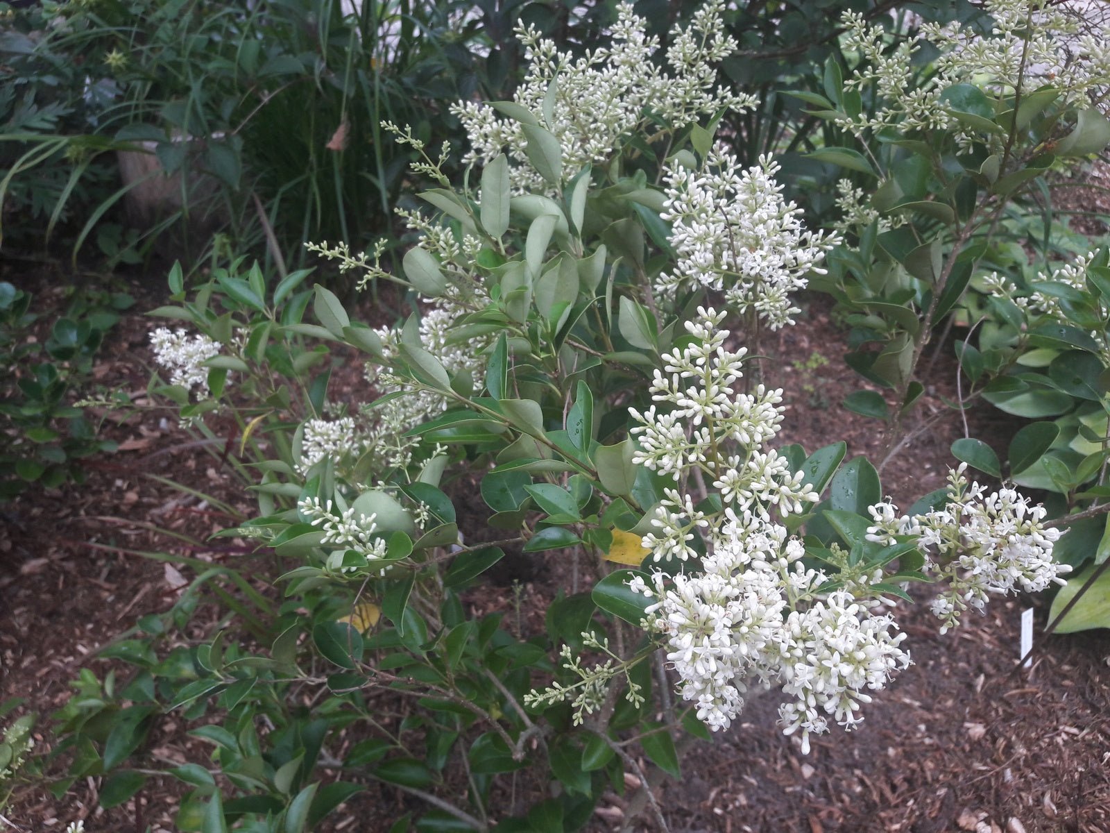 Ligustrum quihoui - Herrenkamper Gärten - Pflanzenraritäten