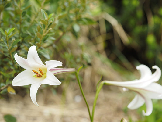 Lilium formosanum var.pricei - Herrenkamper Gärten - Pflanzenraritäten