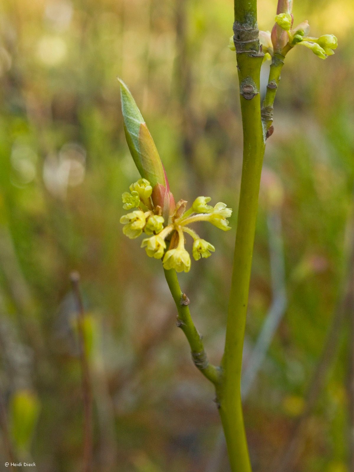 Lindera benzoin - Herrenkamper Gärten - Pflanzenraritäten