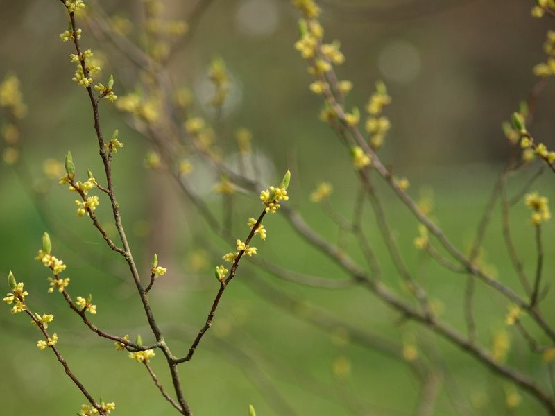 Lindera benzoin - Herrenkamper Gärten - Pflanzenraritäten