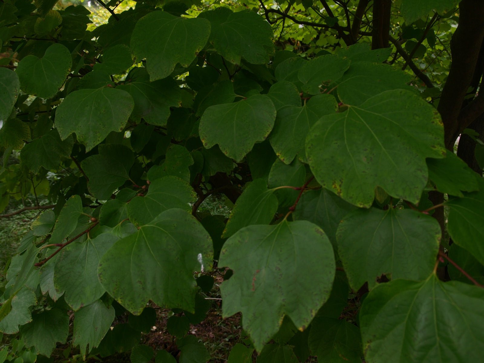 Lindera obtusiloba - Herrenkamper Gärten - Pflanzenraritäten