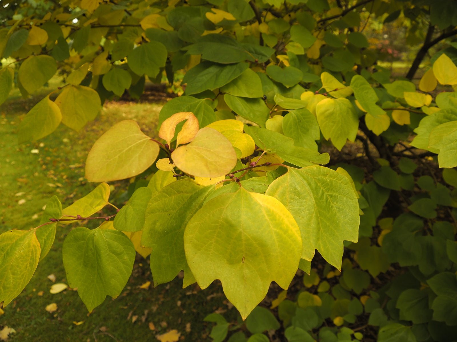 Lindera obtusiloba - Herrenkamper Gärten - Pflanzenraritäten