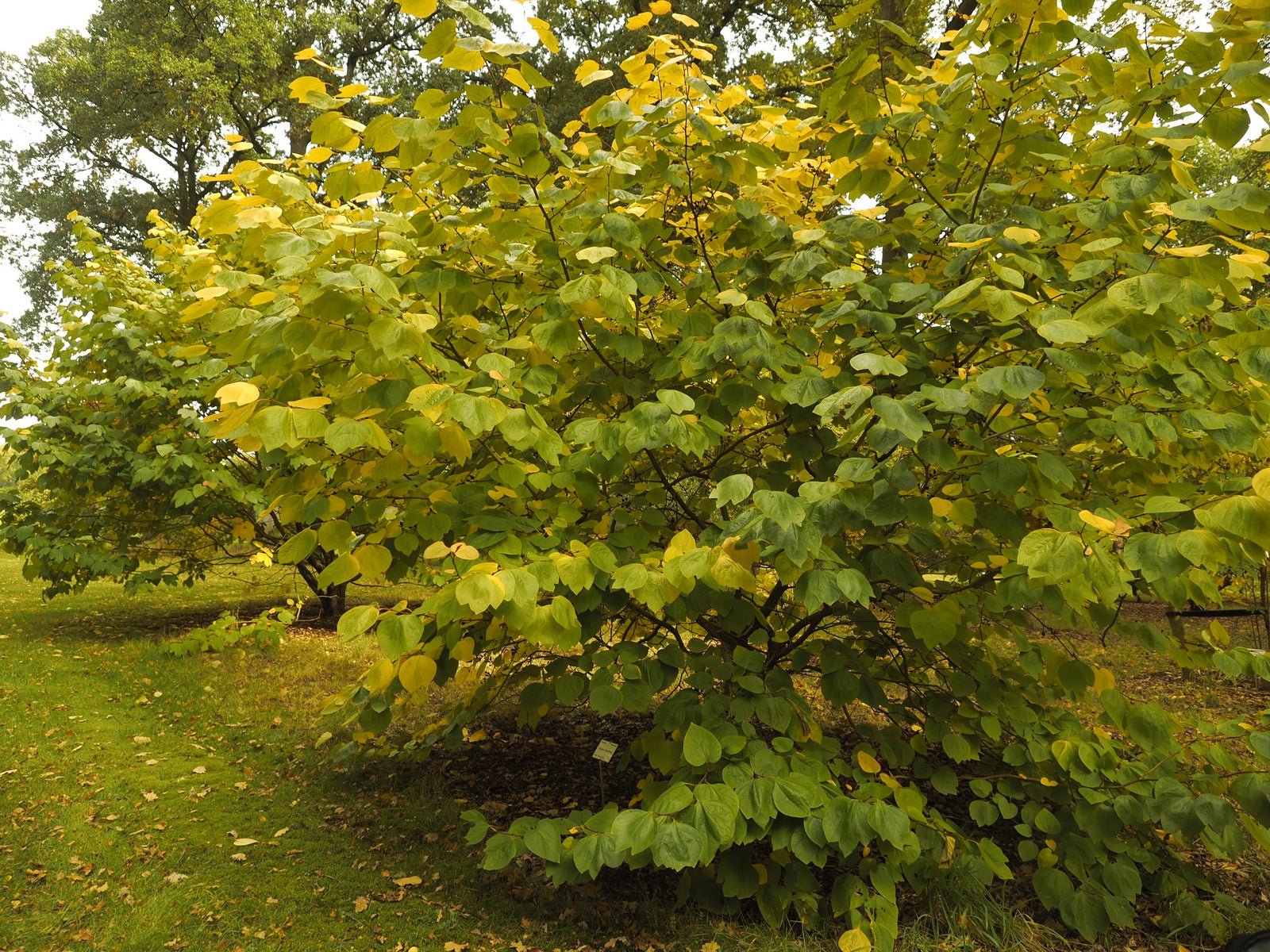 Lindera obtusiloba - Herrenkamper Gärten - Pflanzenraritäten