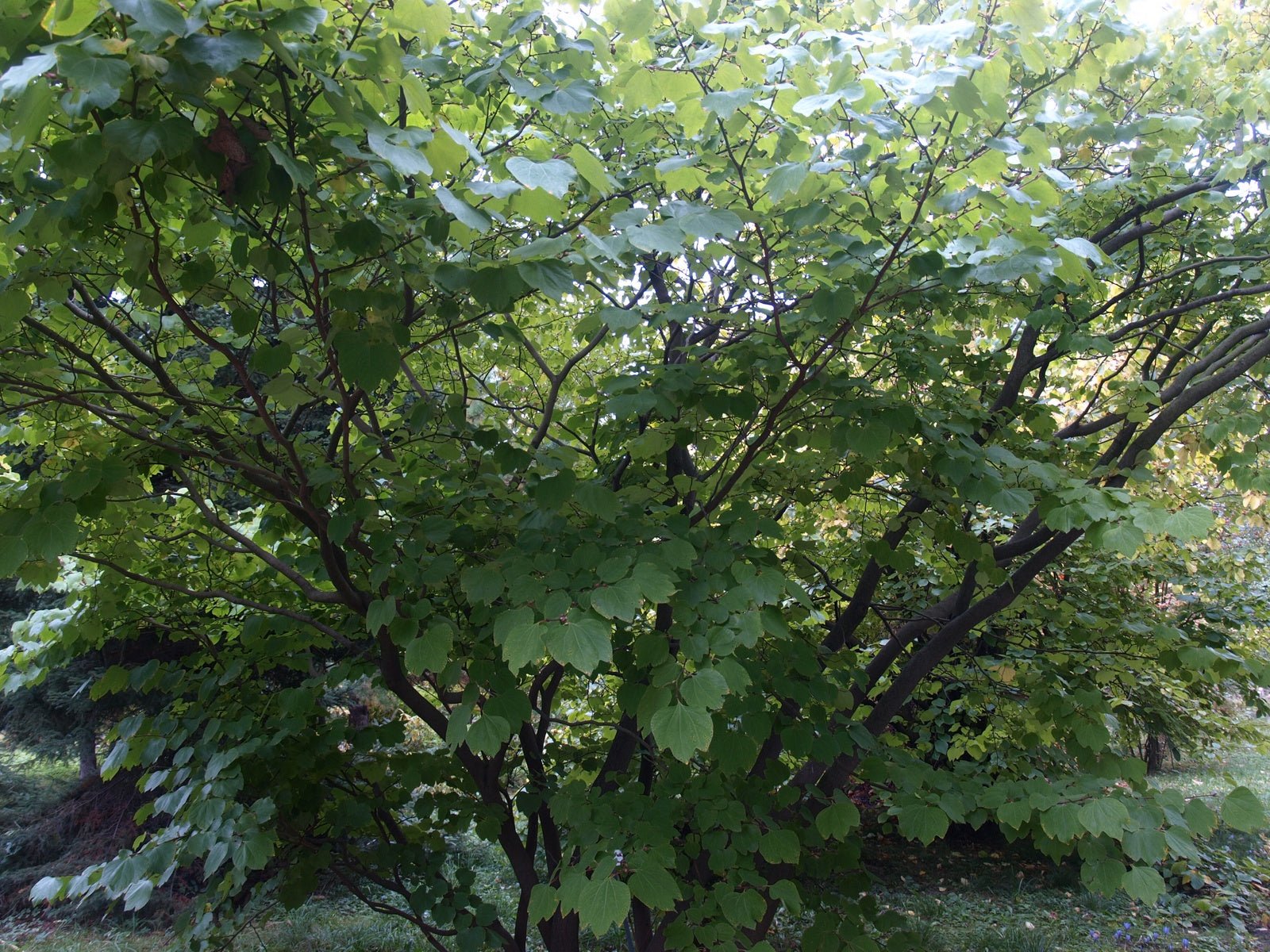 Lindera obtusiloba - Herrenkamper Gärten - Pflanzenraritäten