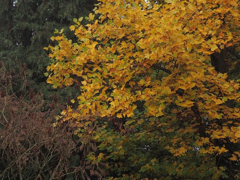 Liriodendron tulipifera - Herrenkamper Gärten - Pflanzenraritäten