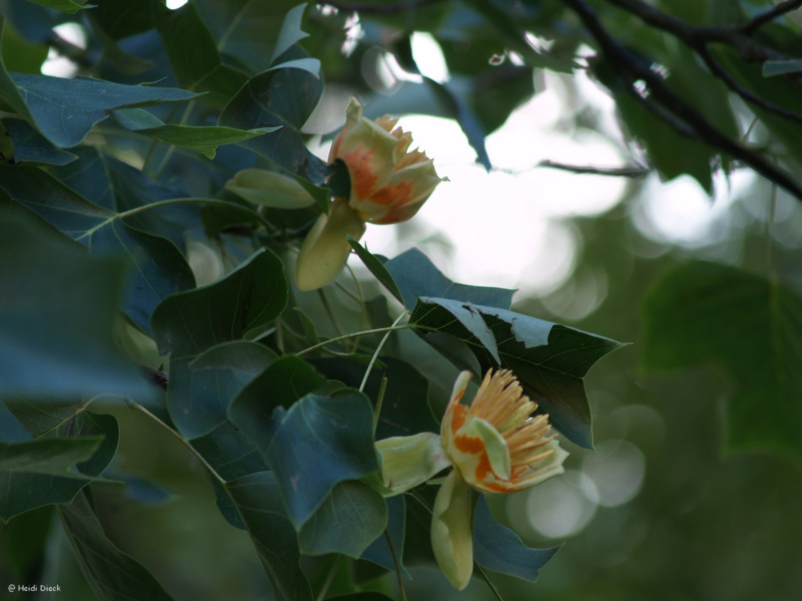 Liriodendron tulipifera - Herrenkamper Gärten - Pflanzenraritäten