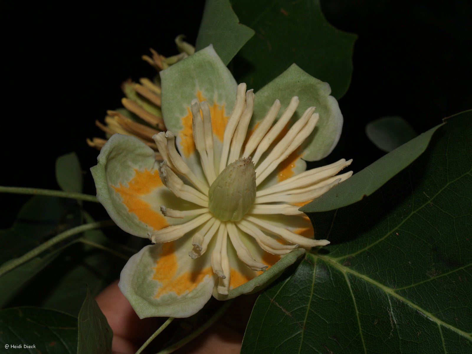 Liriodendron tulipifera - Herrenkamper Gärten - Pflanzenraritäten