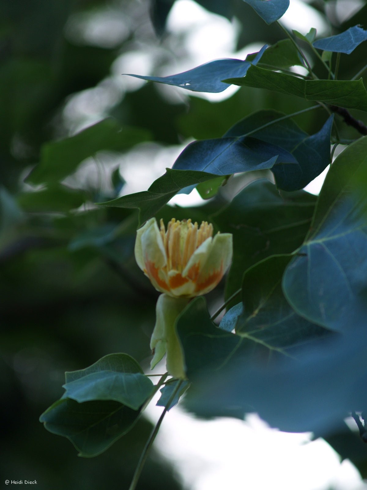 Liriodendron tulipifera - Herrenkamper Gärten - Pflanzenraritäten