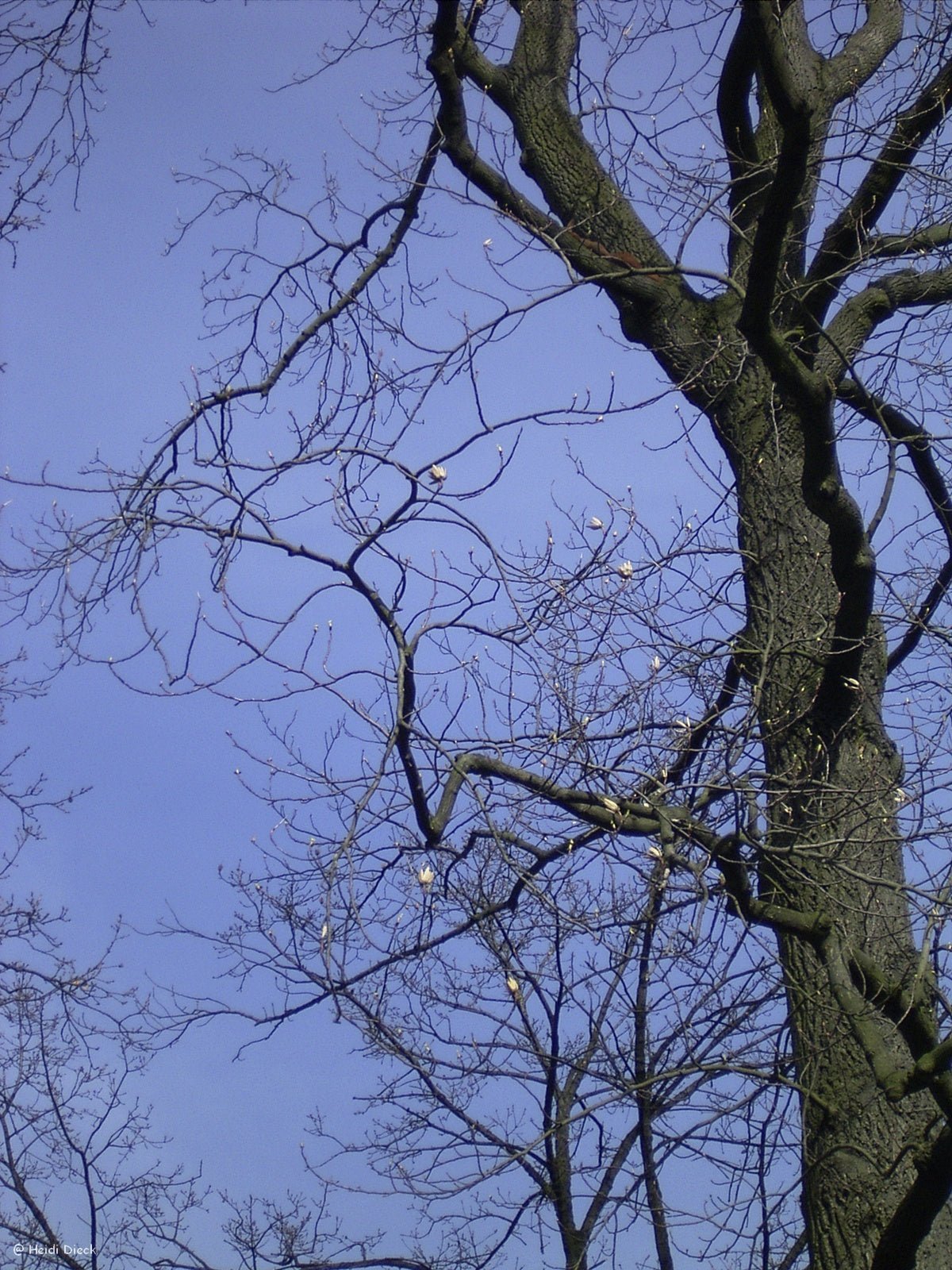 Liriodendron tulipifera - Herrenkamper Gärten - Pflanzenraritäten