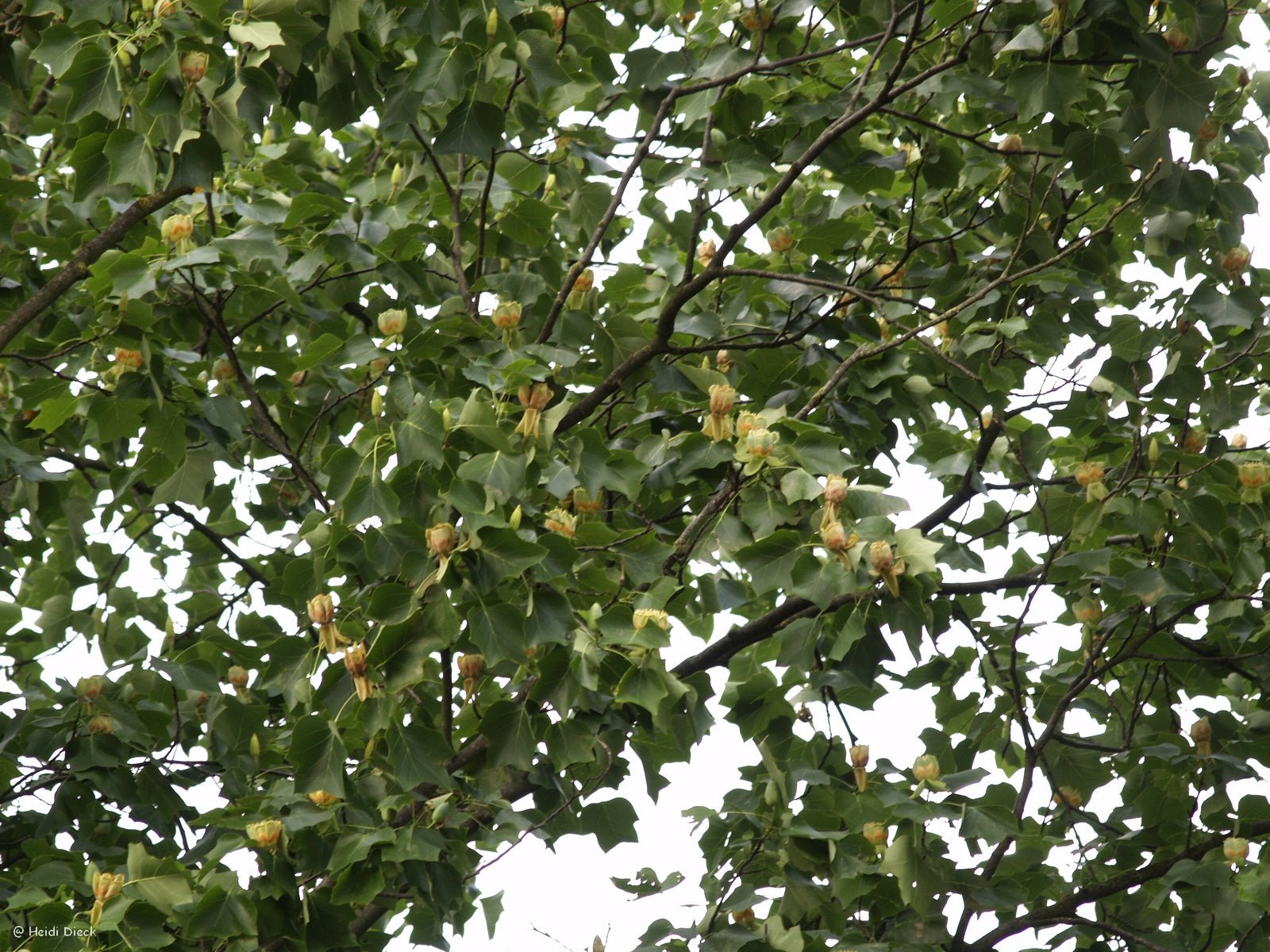 Liriodendron tulipifera - Herrenkamper Gärten - Pflanzenraritäten