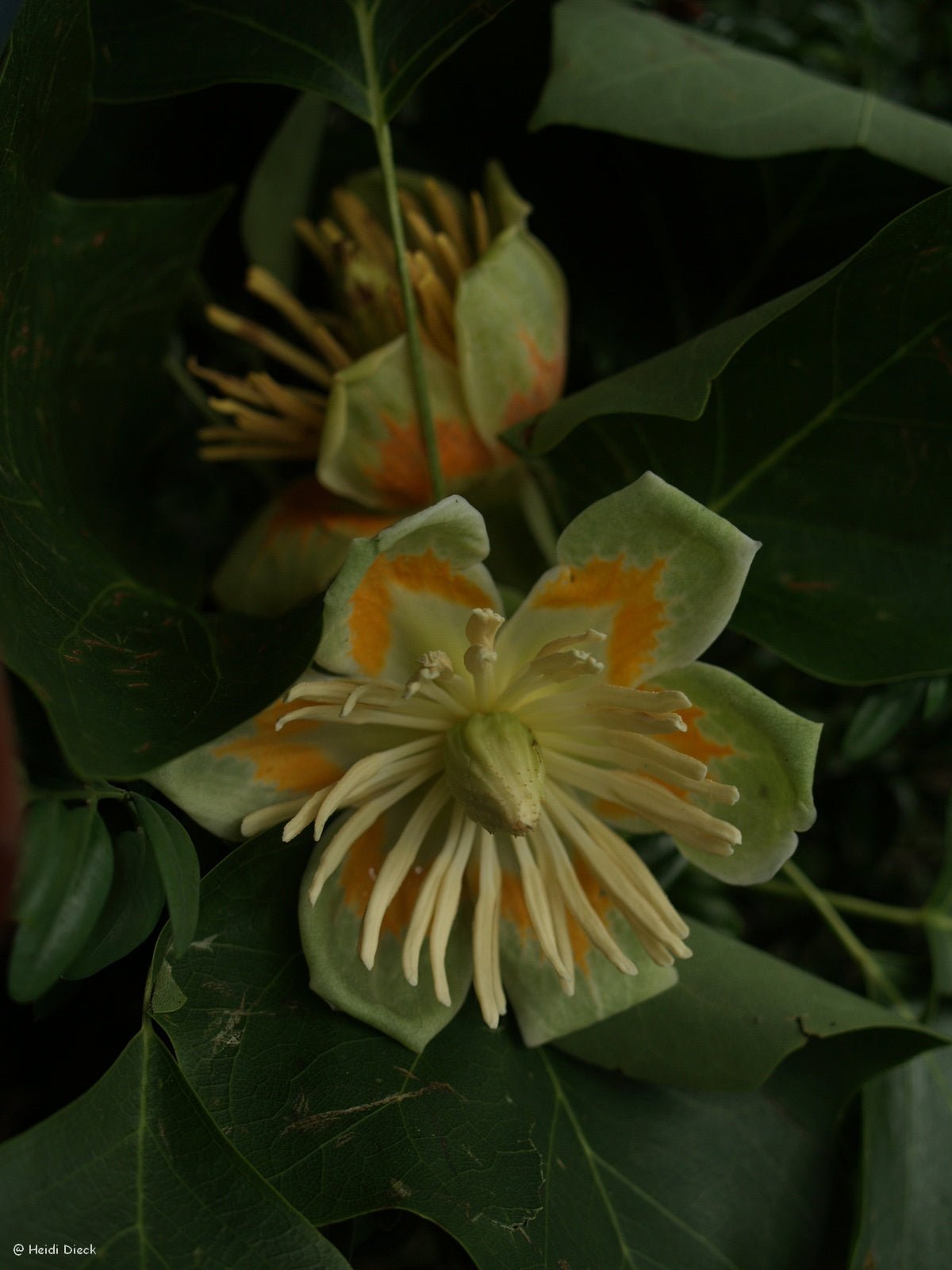 Liriodendron tulipifera - Herrenkamper Gärten - Pflanzenraritäten