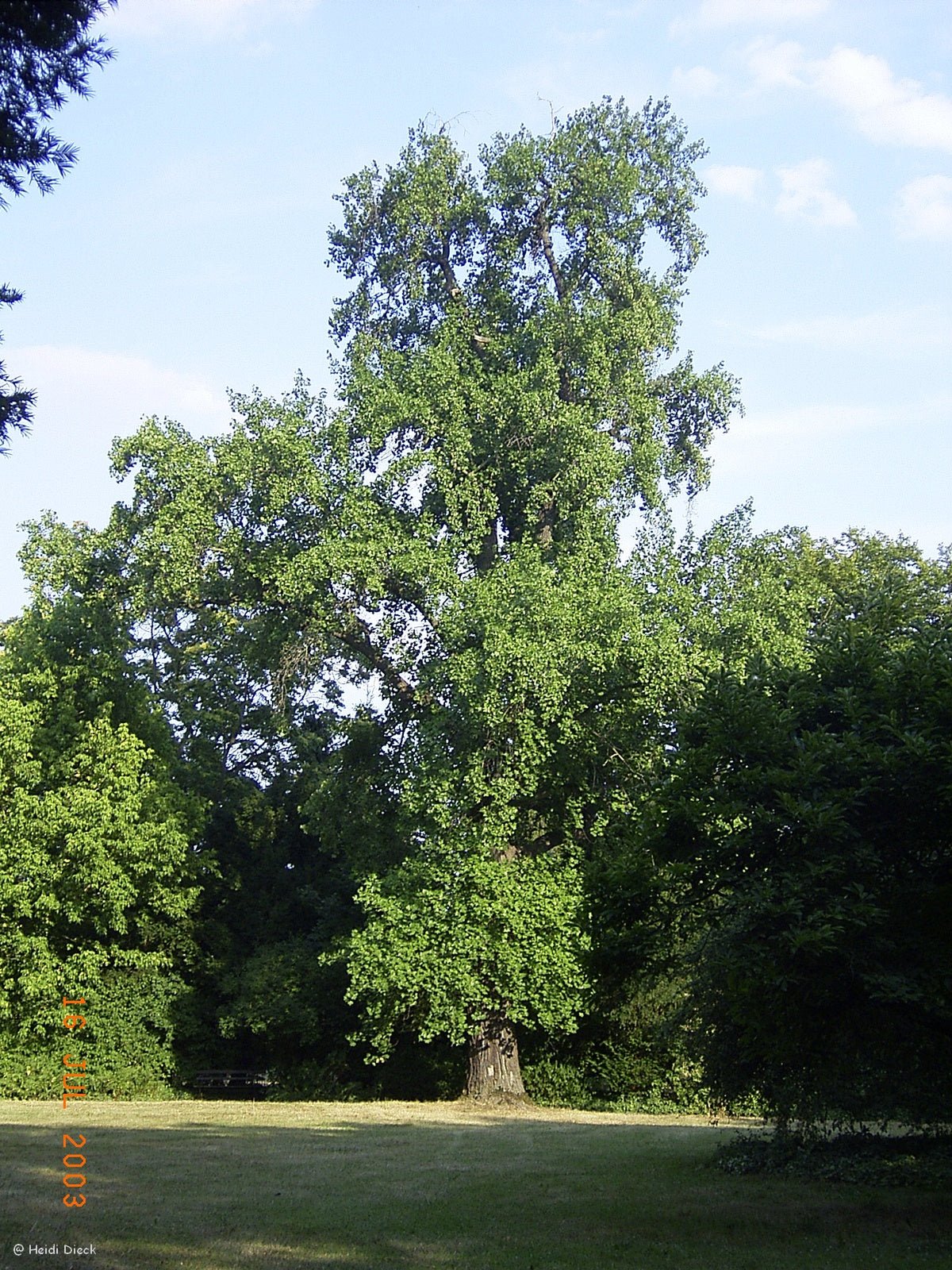 Liriodendron tulipifera - Herrenkamper Gärten - Pflanzenraritäten