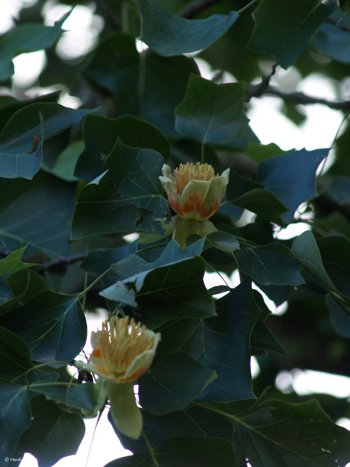 Liriodendron tulipifera - Herrenkamper Gärten - Pflanzenraritäten