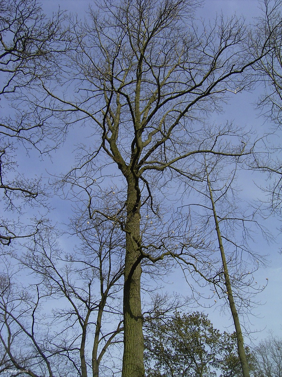 Liriodendron tulipifera - Herrenkamper Gärten - Pflanzenraritäten