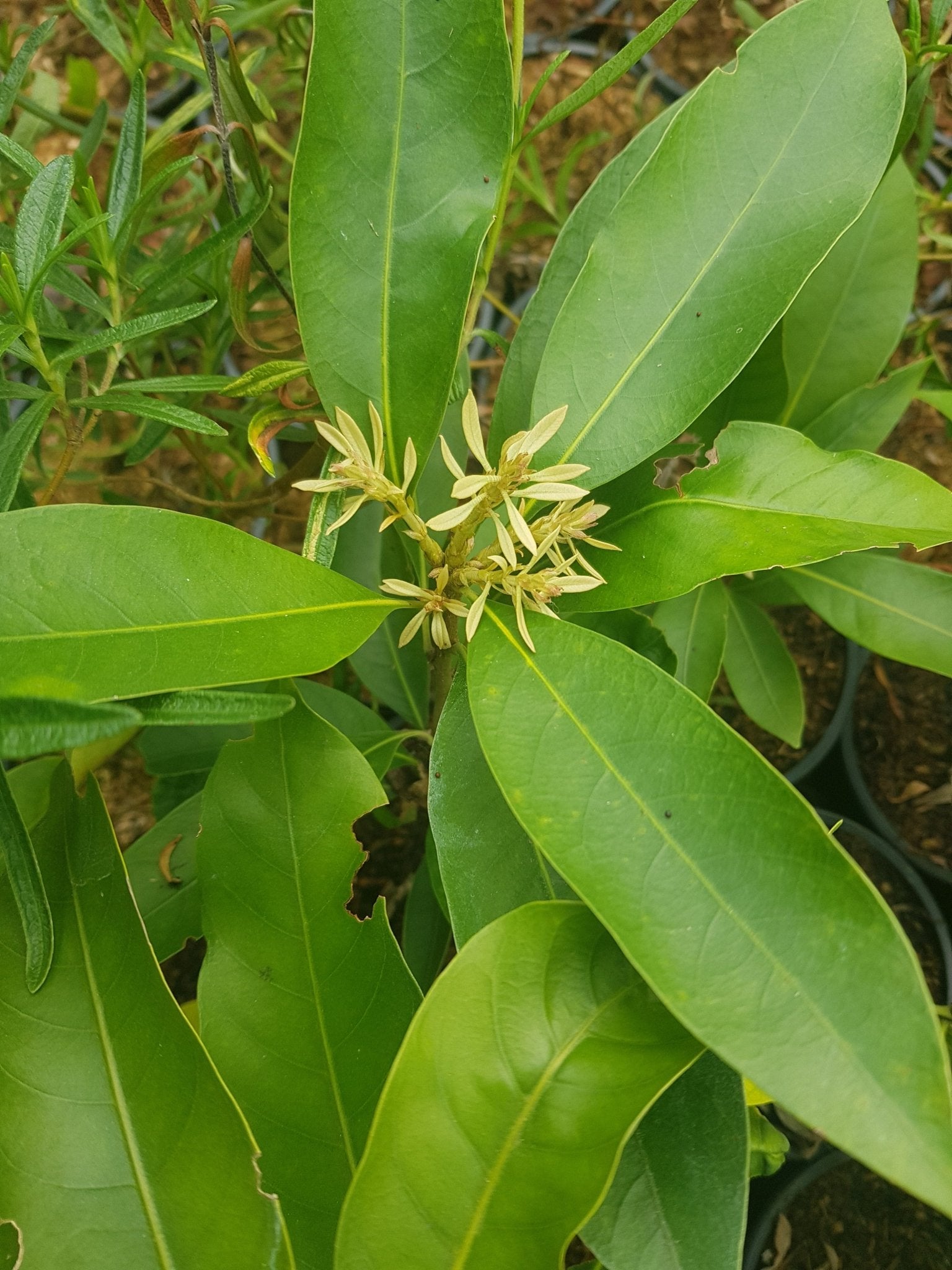 Lithocarpus edulis - Herrenkamper Gärten - Pflanzenraritäten