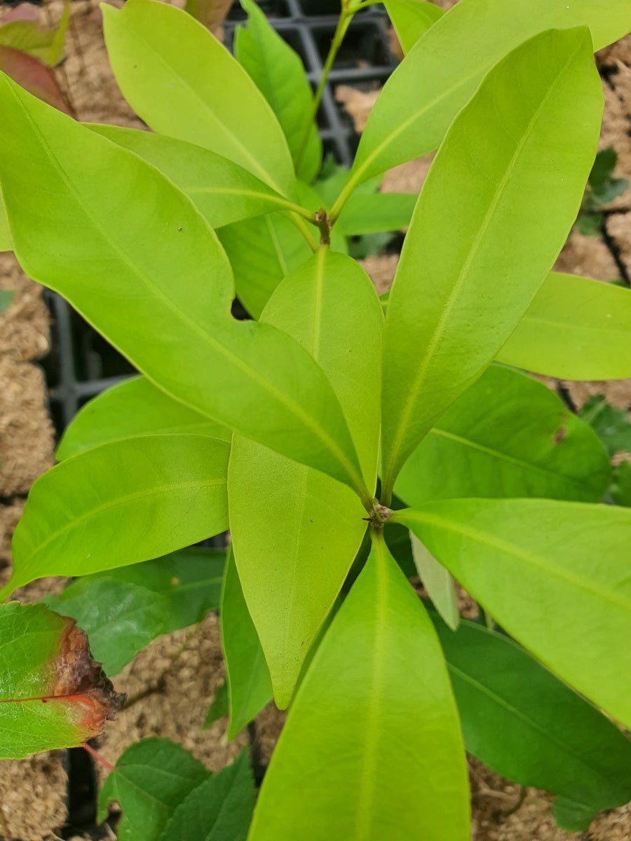 Lithocarpus edulis - Herrenkamper Gärten - Pflanzenraritäten