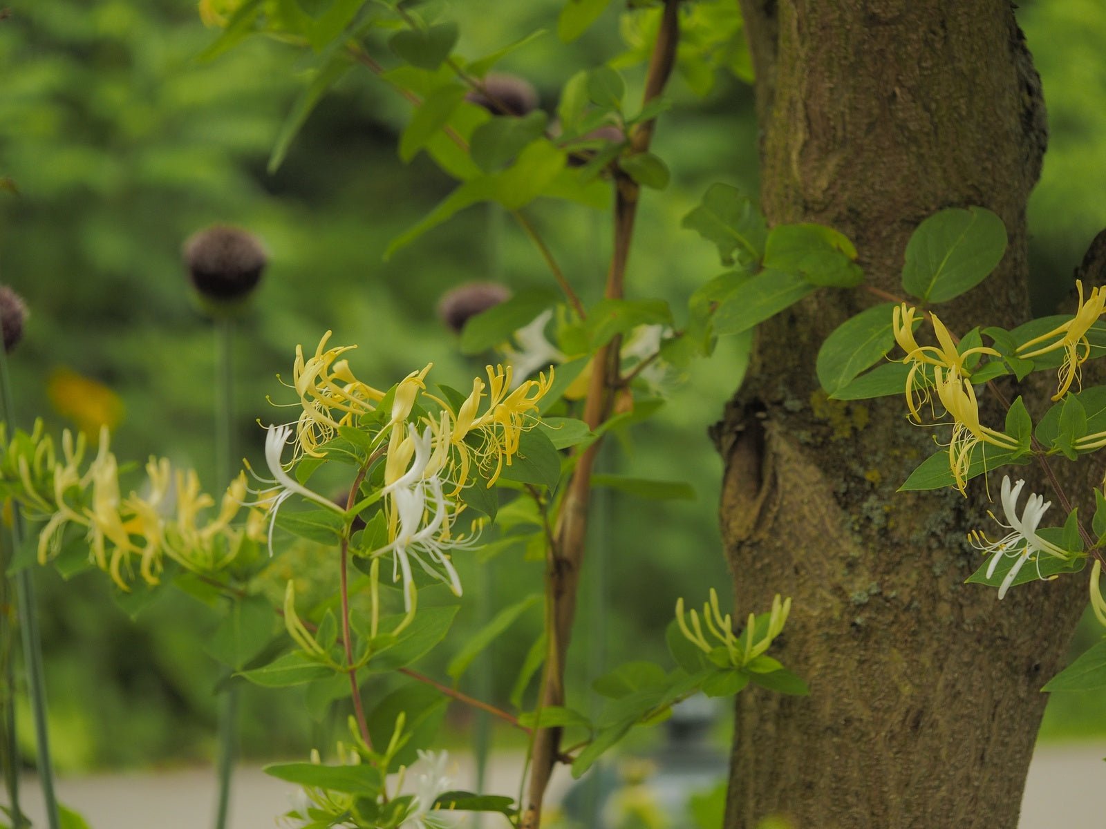 Lonicera acuminata - Herrenkamper Gärten - Pflanzenraritäten