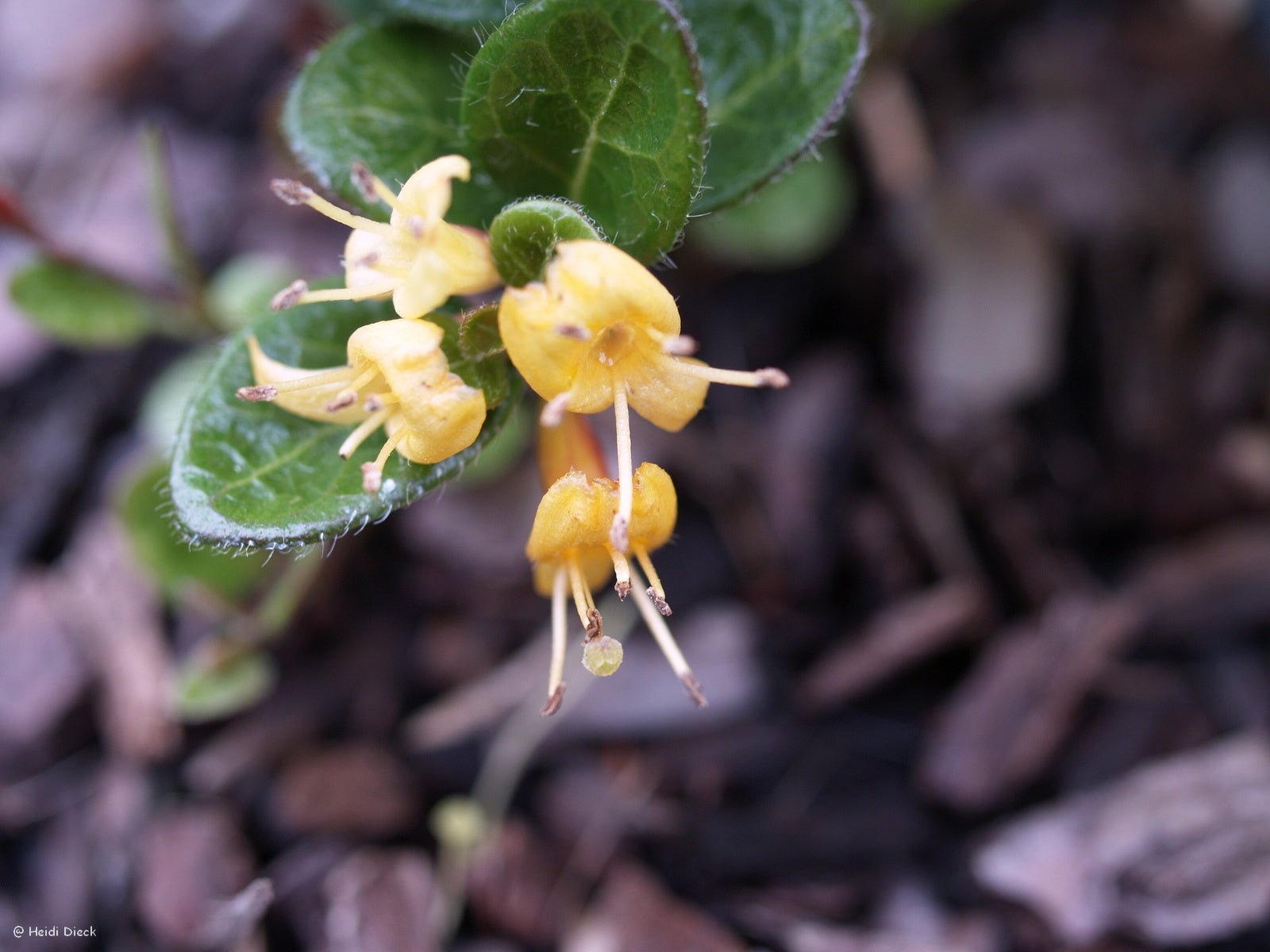 Lonicera crassifolia 'Little Honey' - Herrenkamper Gärten - Pflanzenraritäten