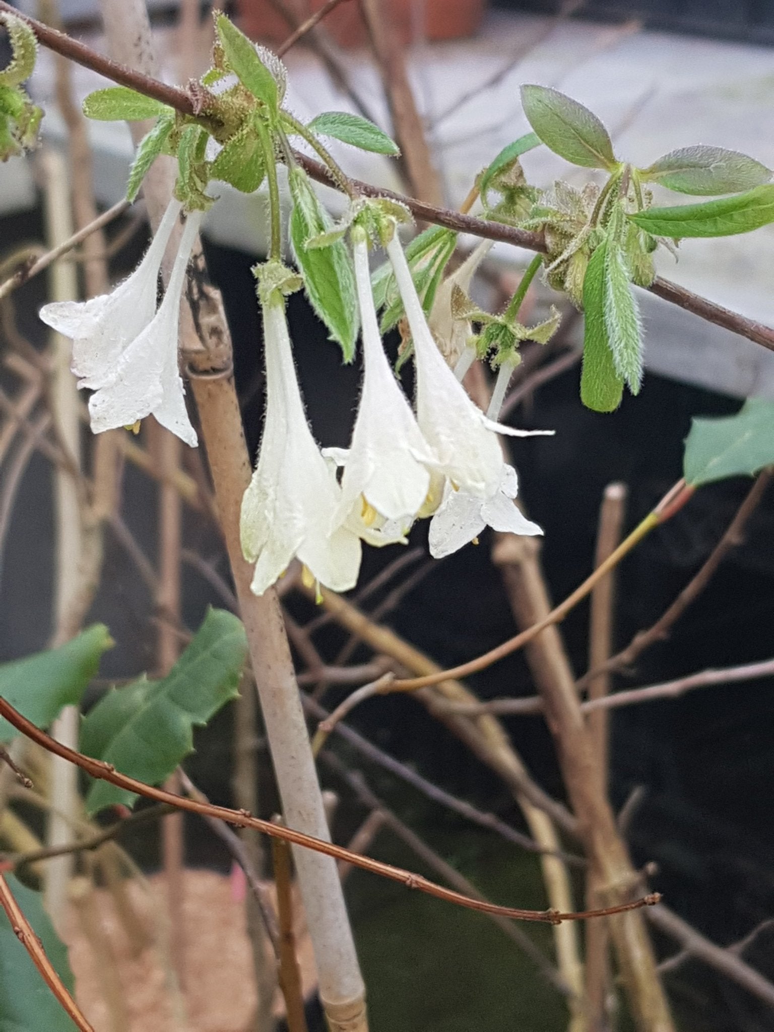 Lonicera elisae - Herrenkamper Gärten - Pflanzenraritäten