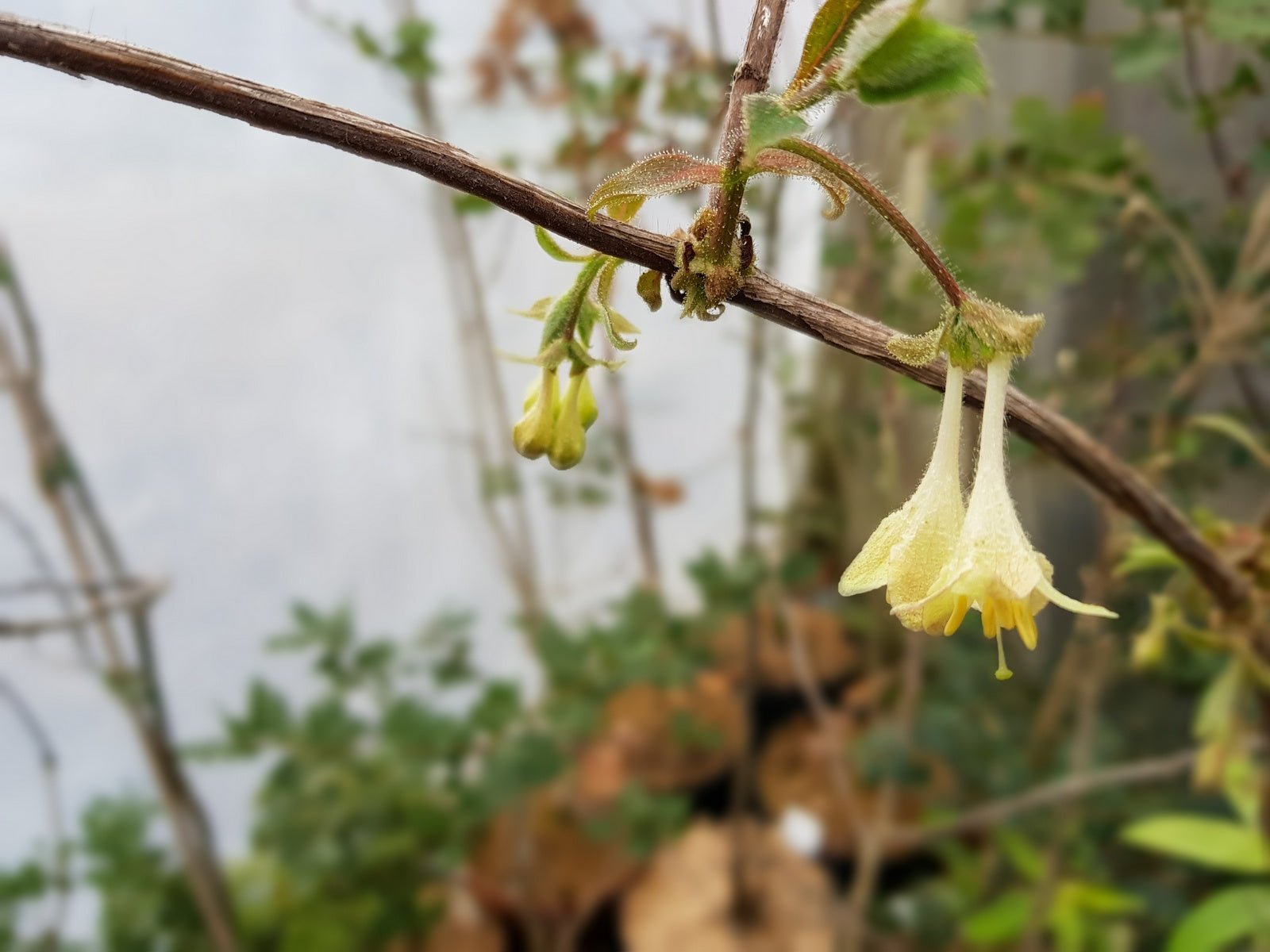 Lonicera elisae - Herrenkamper Gärten - Pflanzenraritäten