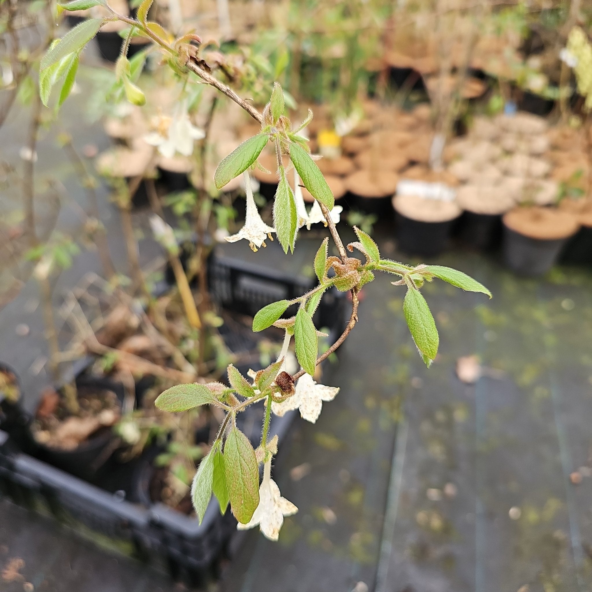 Lonicera elisae - Herrenkamper Gärten - Pflanzenraritäten