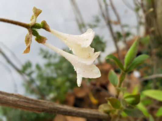 Lonicera elisae - Herrenkamper Gärten - Pflanzenraritäten