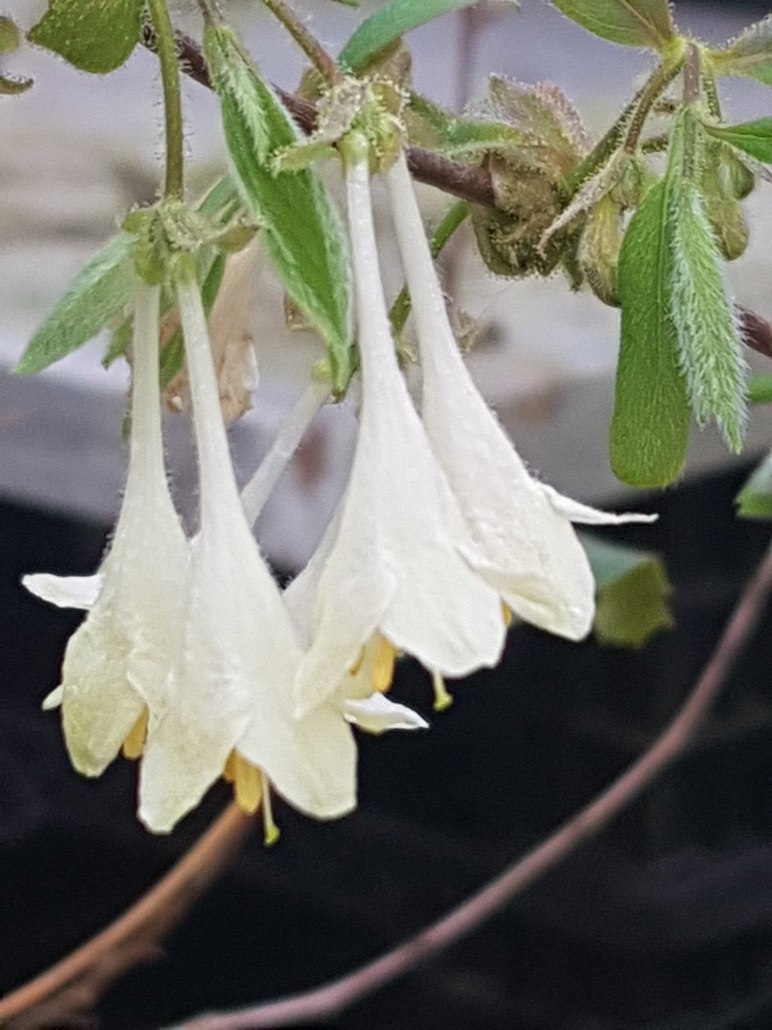 Lonicera elisae - Herrenkamper Gärten - Pflanzenraritäten