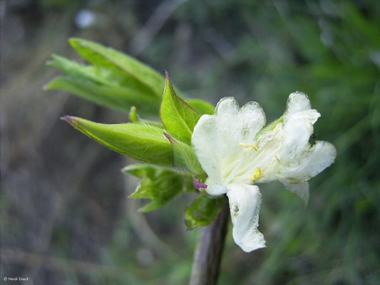 Lonicera fragrantissima - Herrenkamper Gärten - Pflanzenraritäten