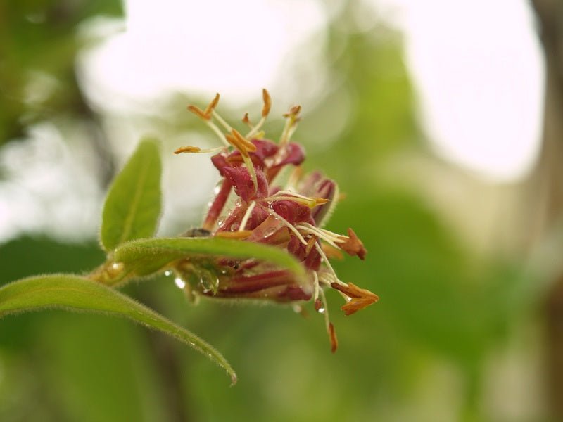 Lonicera giraldii - Herrenkamper Gärten - Pflanzenraritäten