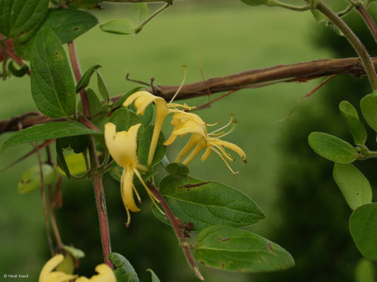 Lonicera japonica 'Halliana' - Herrenkamper Gärten - Pflanzenraritäten