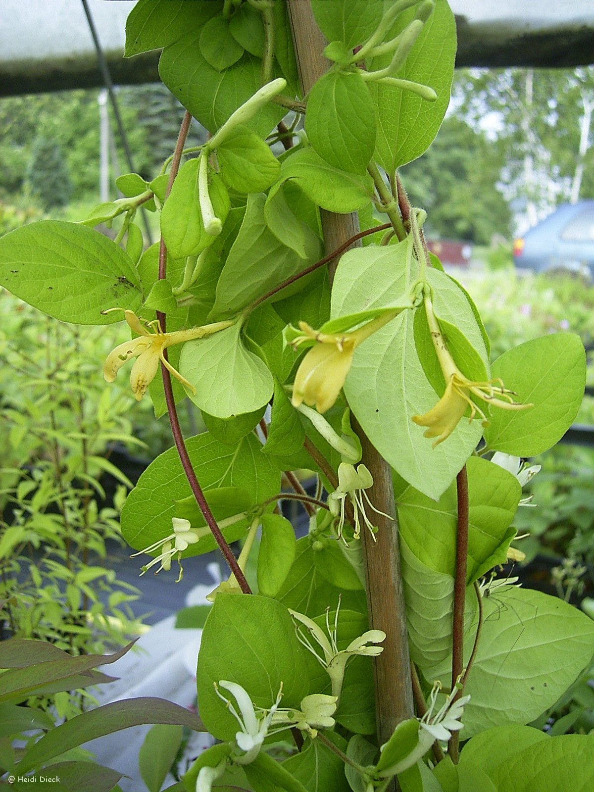 Lonicera japonica 'Halliana' - Herrenkamper Gärten - Pflanzenraritäten