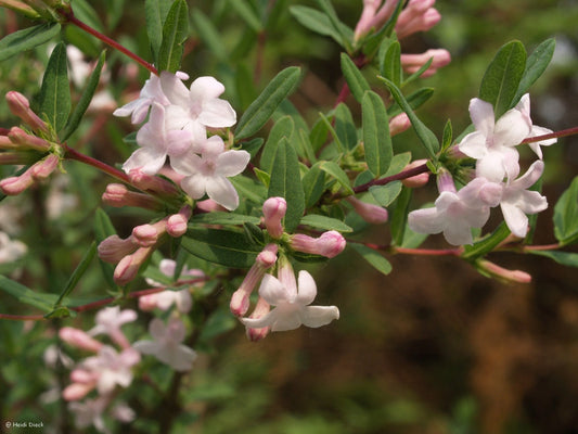 Lonicera rupicola var.syringantha (syn.: L. syringantha) - Herrenkamper Gärten - Pflanzenraritäten