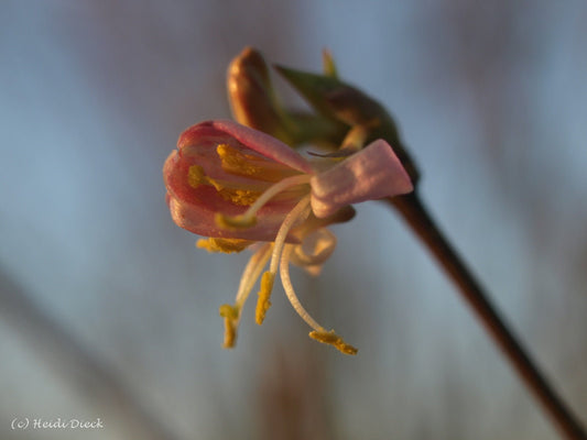 Lonicera standishii (x) 'Budapest' - Herrenkamper Gärten - Pflanzenraritäten