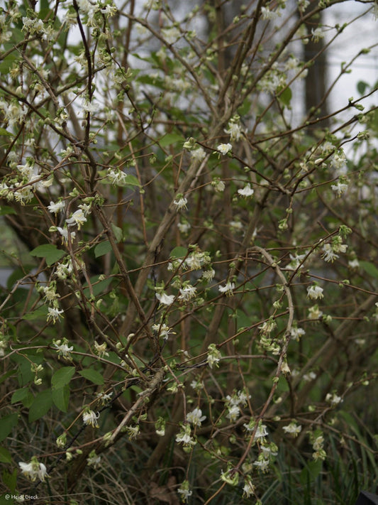 Lonicera x purpusii - Herrenkamper Gärten - Pflanzenraritäten