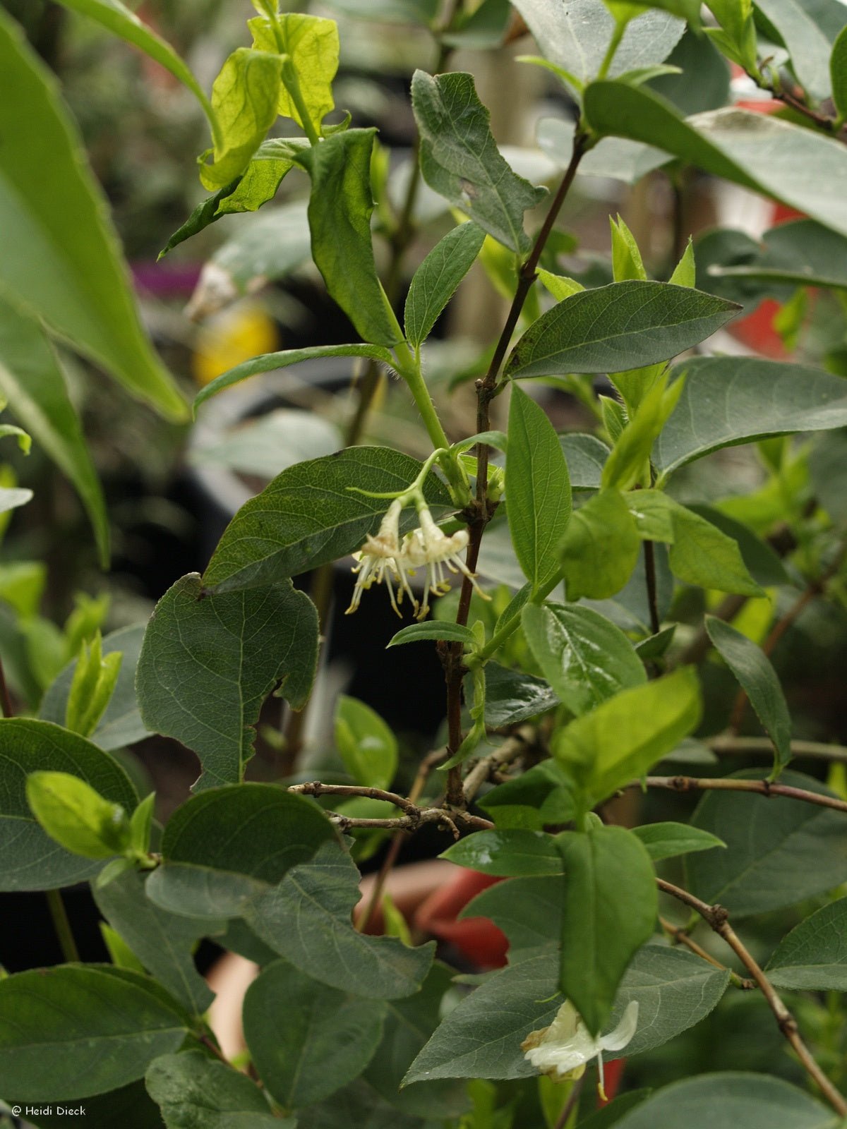 Lonicera x purpusii 'Winter Beauty' - Herrenkamper Gärten - Pflanzenraritäten