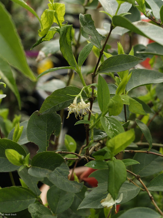 Lonicera x purpusii 'Winter Beauty' - Herrenkamper Gärten - Pflanzenraritäten