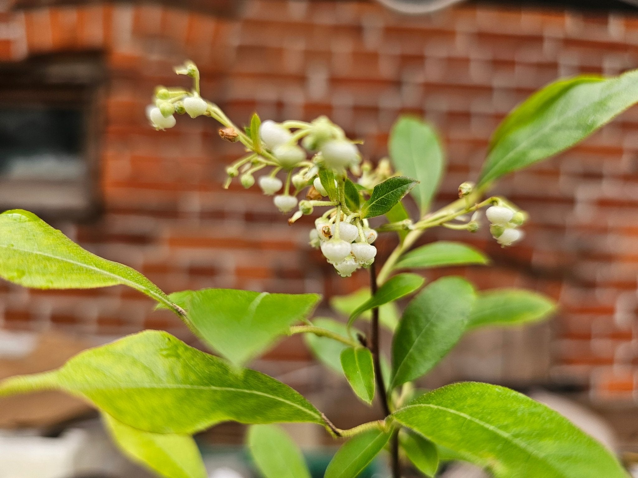 Lyonia ligustrina - Herrenkamper Gärten - Pflanzenraritäten