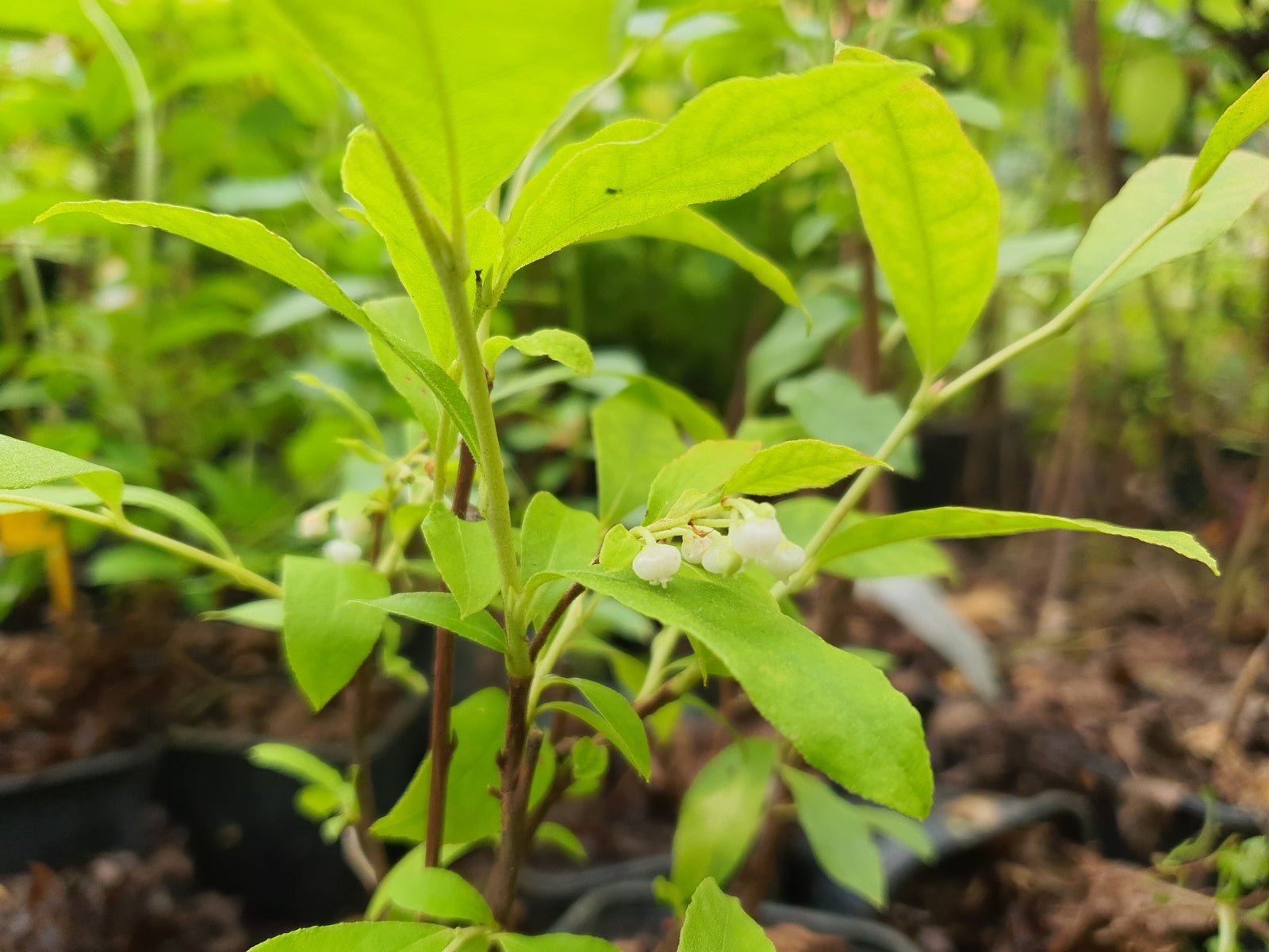 Lyonia ligustrina - Herrenkamper Gärten - Pflanzenraritäten