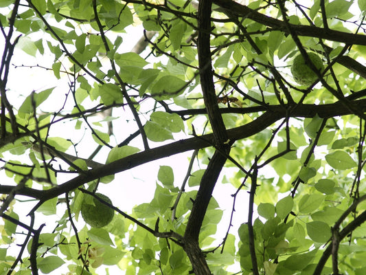 Maclura pomifera - Herrenkamper Gärten - Pflanzenraritäten