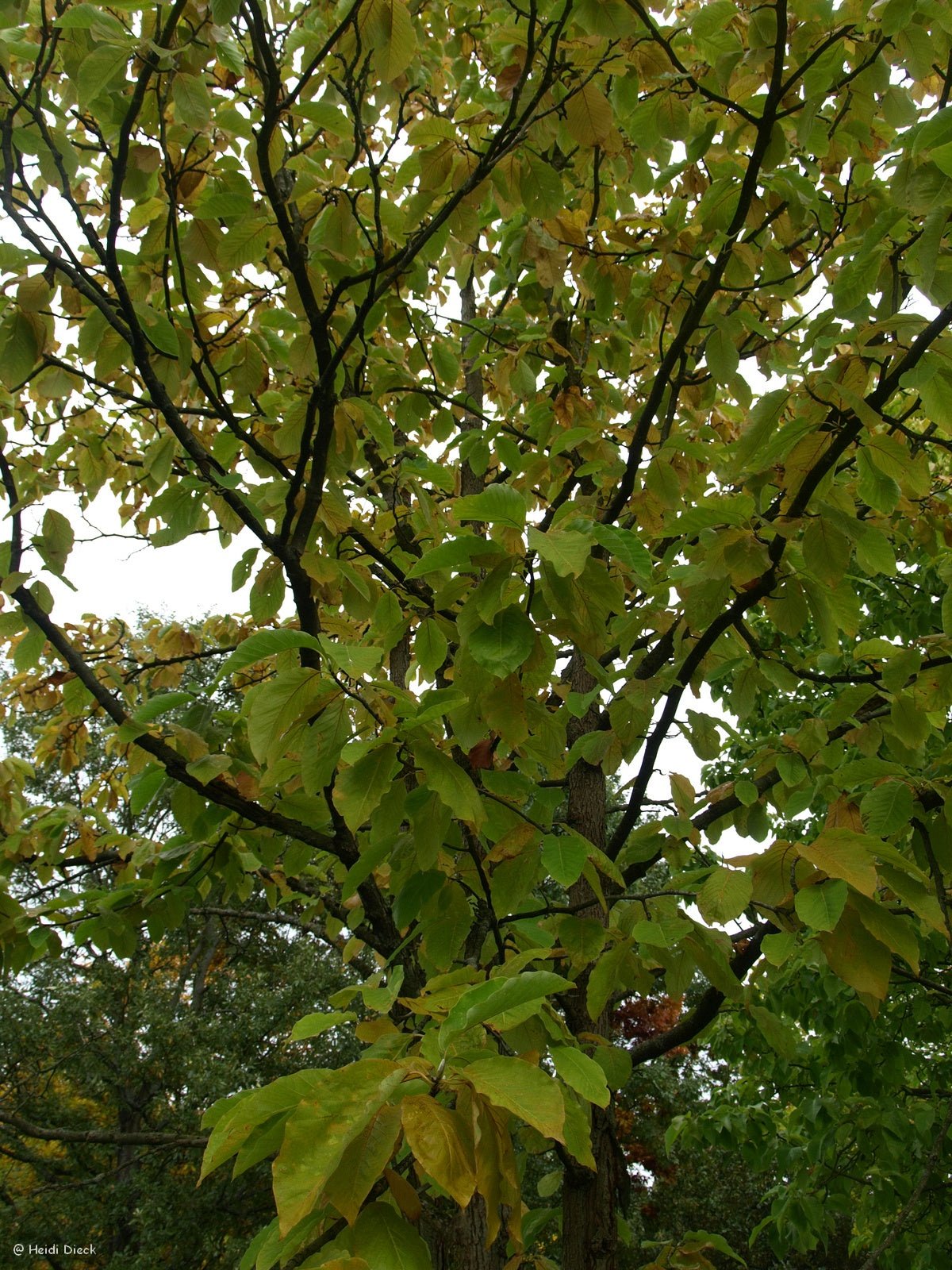 Magnolia acuminata - Herrenkamper Gärten - Pflanzenraritäten