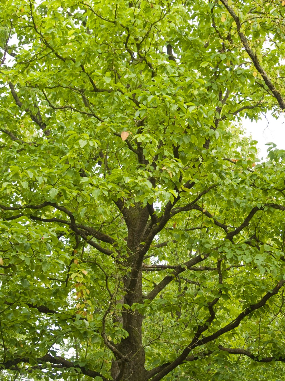 Magnolia acuminata - Herrenkamper Gärten - Pflanzenraritäten