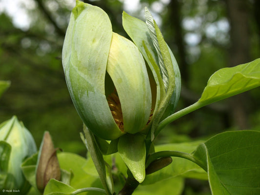 Magnolia acuminata - Herrenkamper Gärten - Pflanzenraritäten