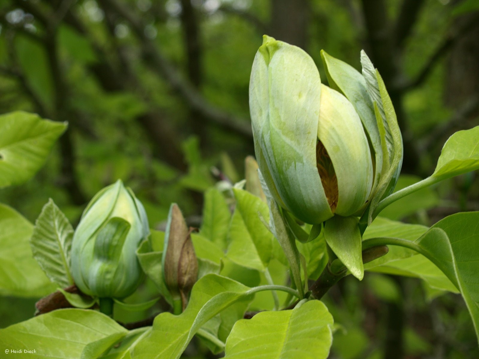 Magnolia acuminata - Herrenkamper Gärten - Pflanzenraritäten