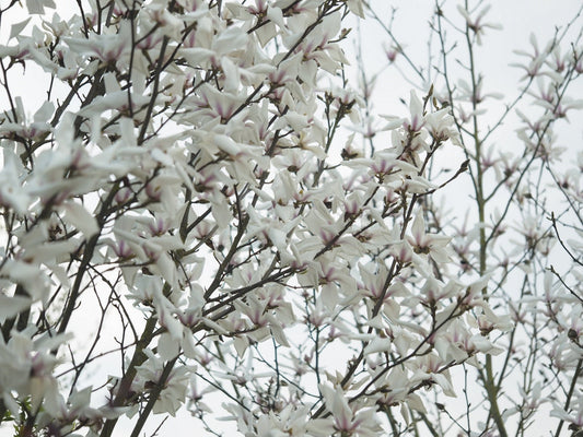 Magnolia cylindrica - Herrenkamper Gärten - Pflanzenraritäten