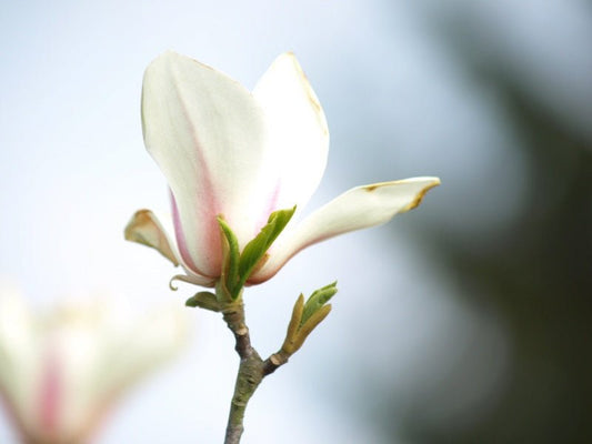 Magnolia denudata - Herrenkamper Gärten - Pflanzenraritäten