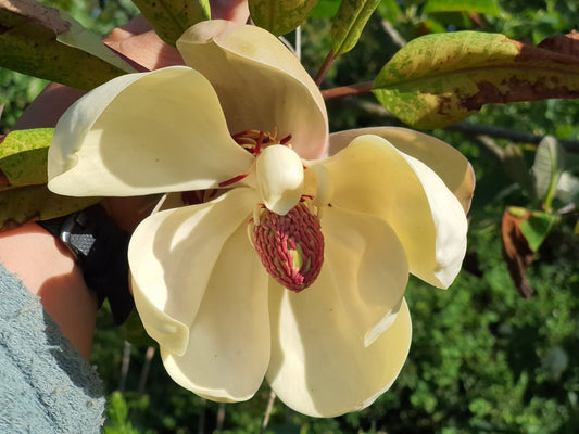 Magnolia grandiflora 'Ferruginea' - Herrenkamper Gärten - Pflanzenraritäten