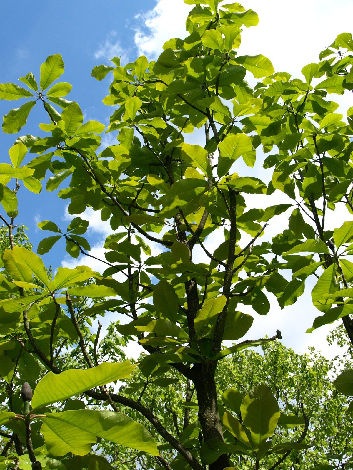 Magnolia hypoleuca (M.obovata) - Herrenkamper Gärten - Pflanzenraritäten