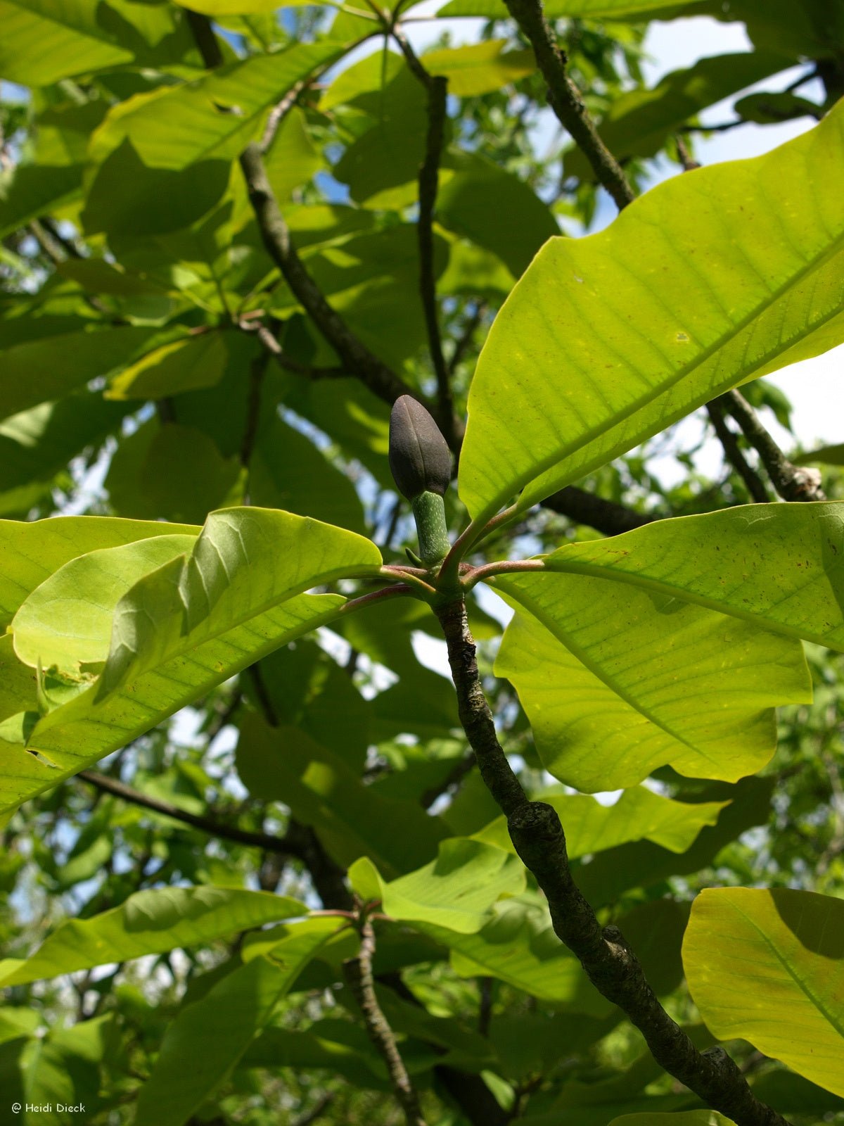 Magnolia hypoleuca (M.obovata) - Herrenkamper Gärten - Pflanzenraritäten